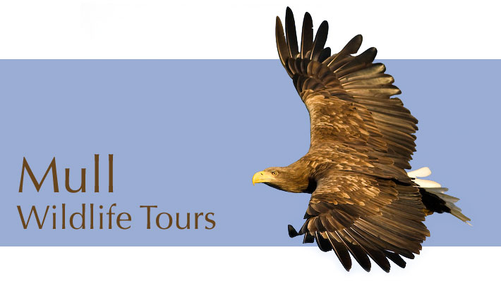 Mull Wild Life Tours